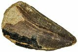 Fossil Tyrannosaurus (Trex) Tooth - Wyoming #298466-1